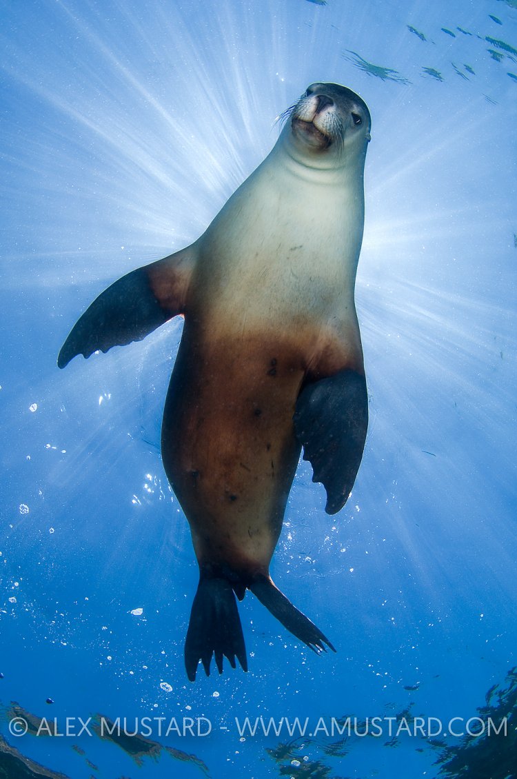 Australian Sea Lion (Neophoca cinerea). Australia.