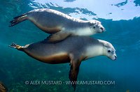 Australian Sea Lions (Neophoca cinerea). Australia