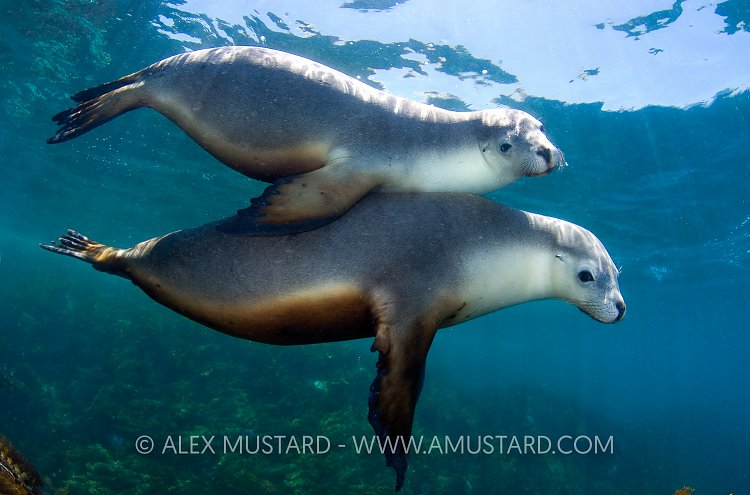 Australian Sea Lions (Neophoca cinerea). Australia