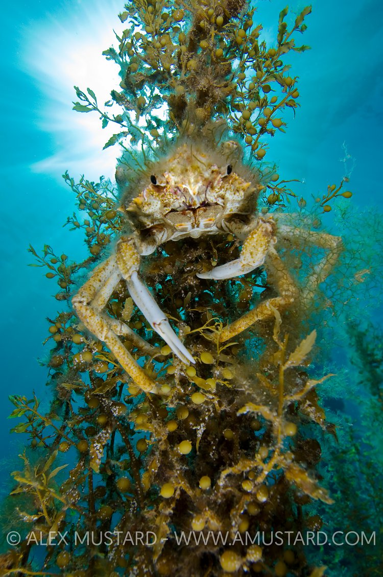 Spider Crab On Kelp. Australia