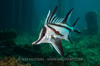 Boarfish. Australia.