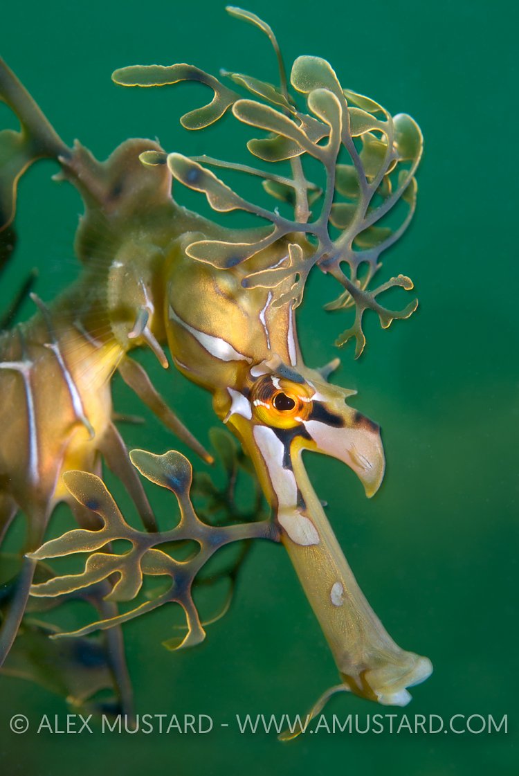Leafy seadragon face. Australia.
