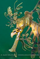 Leafy seadragon portrait. Australia