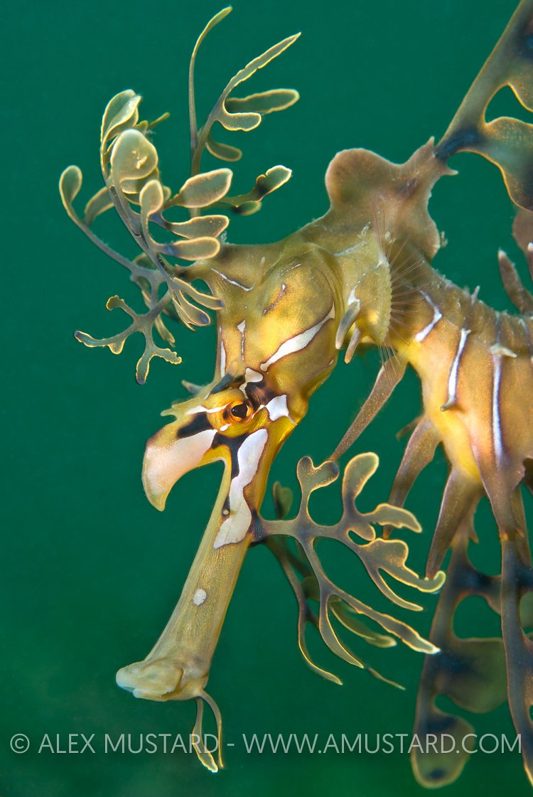 Leafy seadragon portrait. Australia