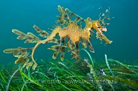 Leafy seadragon. Australia
