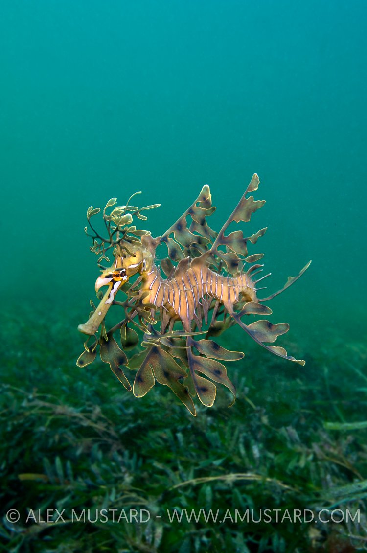 Leafy seadragon over seagrass. Australia