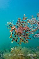 Leafy seadragon over algae, Australia