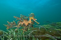 Leafy seadragon over seagrass. Australia.