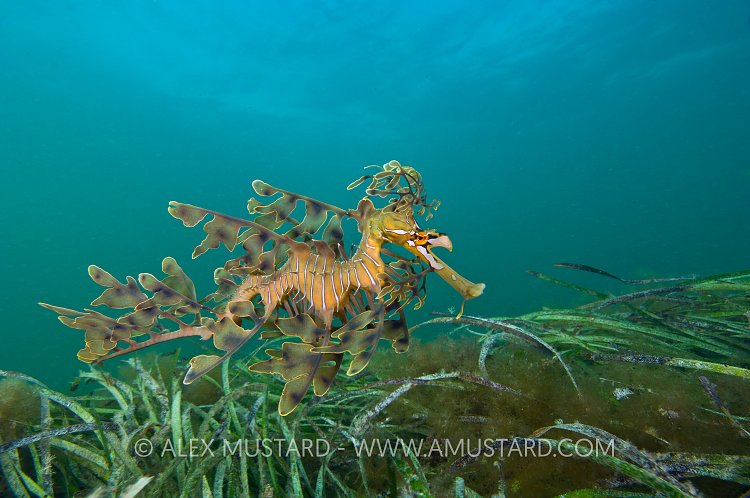 Leafy seadragon over seagrass. Australia.