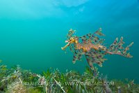 Leafy seadragon over seagrass. Australia