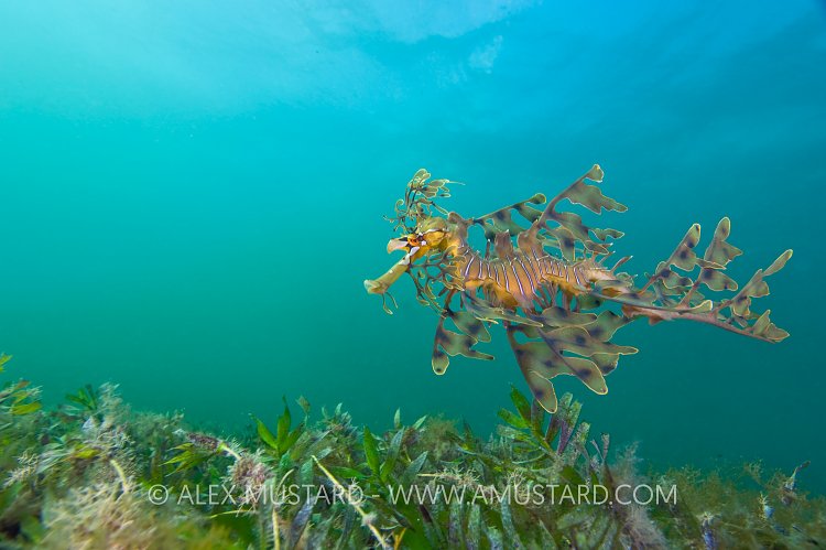 Leafy seadragon over seagrass. Australia