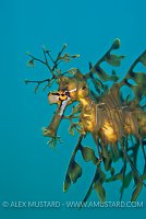 Leafy seadragon face. Australia.