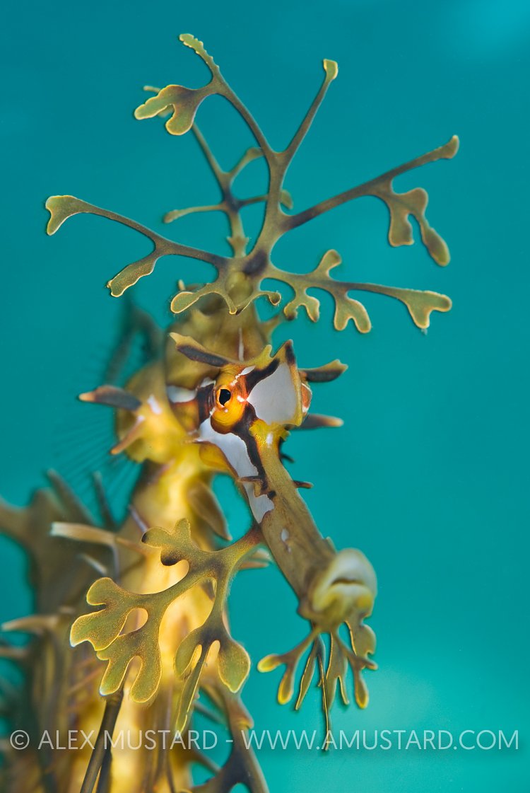 Seadragon portrait. Australia.