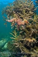 Leafy seadragons camouflaged against seaweed. Australia.