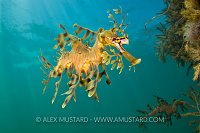 Leafy seadragon. Australia