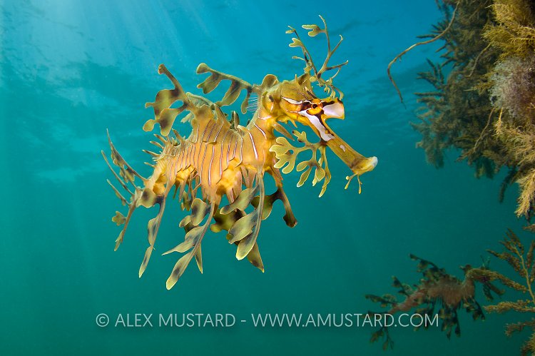 Leafy seadragon. Australia