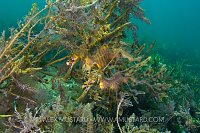 Seadragon camouflage, Australia