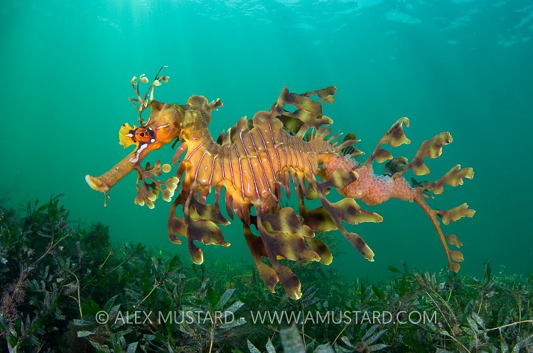 Male seadragon with eggs. Australia.