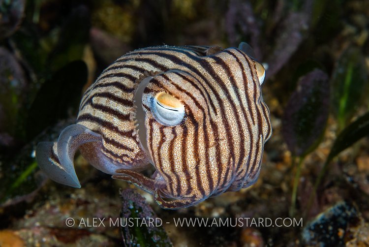 Pyjama Squid. Australia.