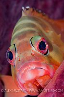 Grouper Portrait. Malaysia.