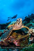 Hawksbill And Diver. Malaysia.