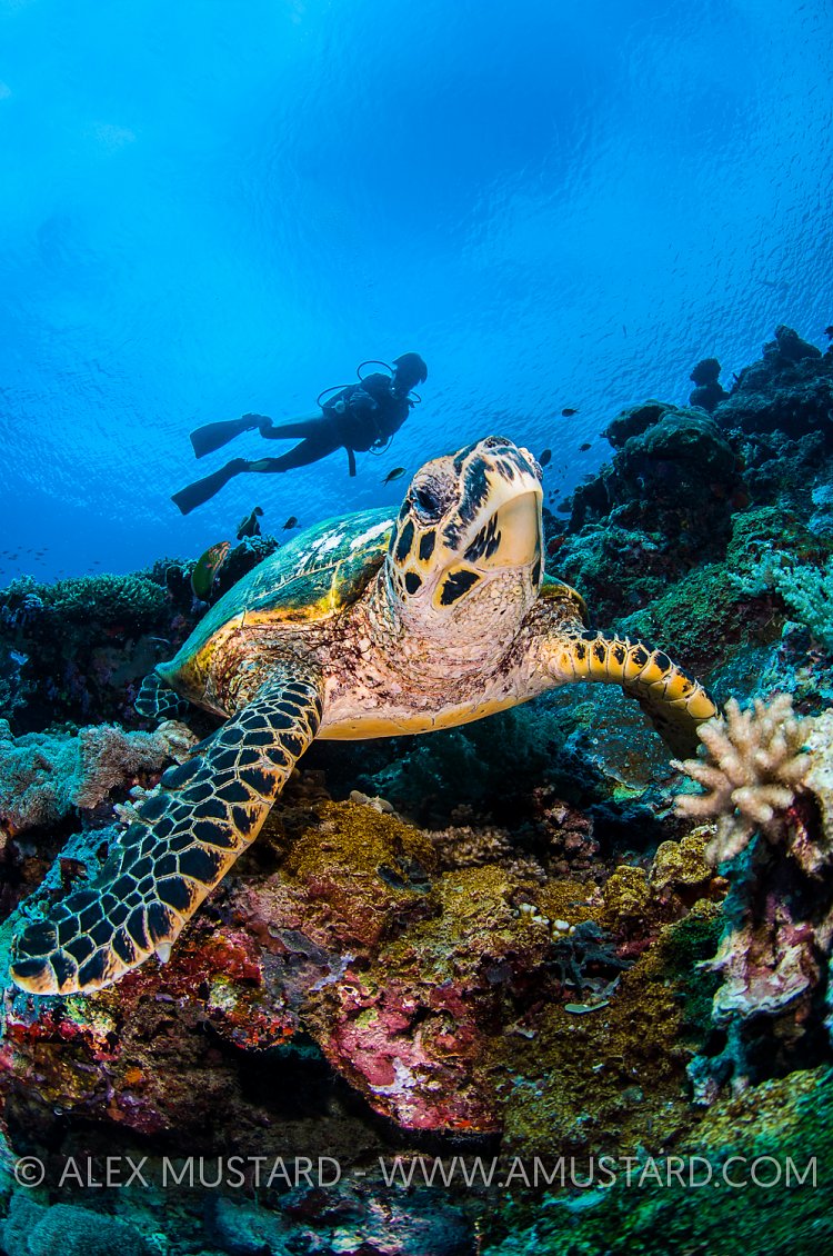 Hawksbill And Diver. Malaysia.
