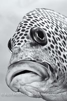 Sweetlips Black & White. Malaysia