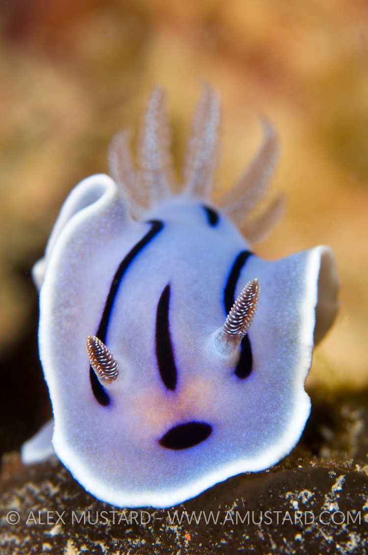 Nudibranch Portrait