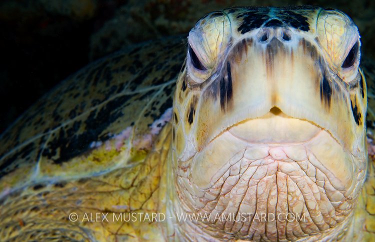 Green Turtle Portrait. Malaysia