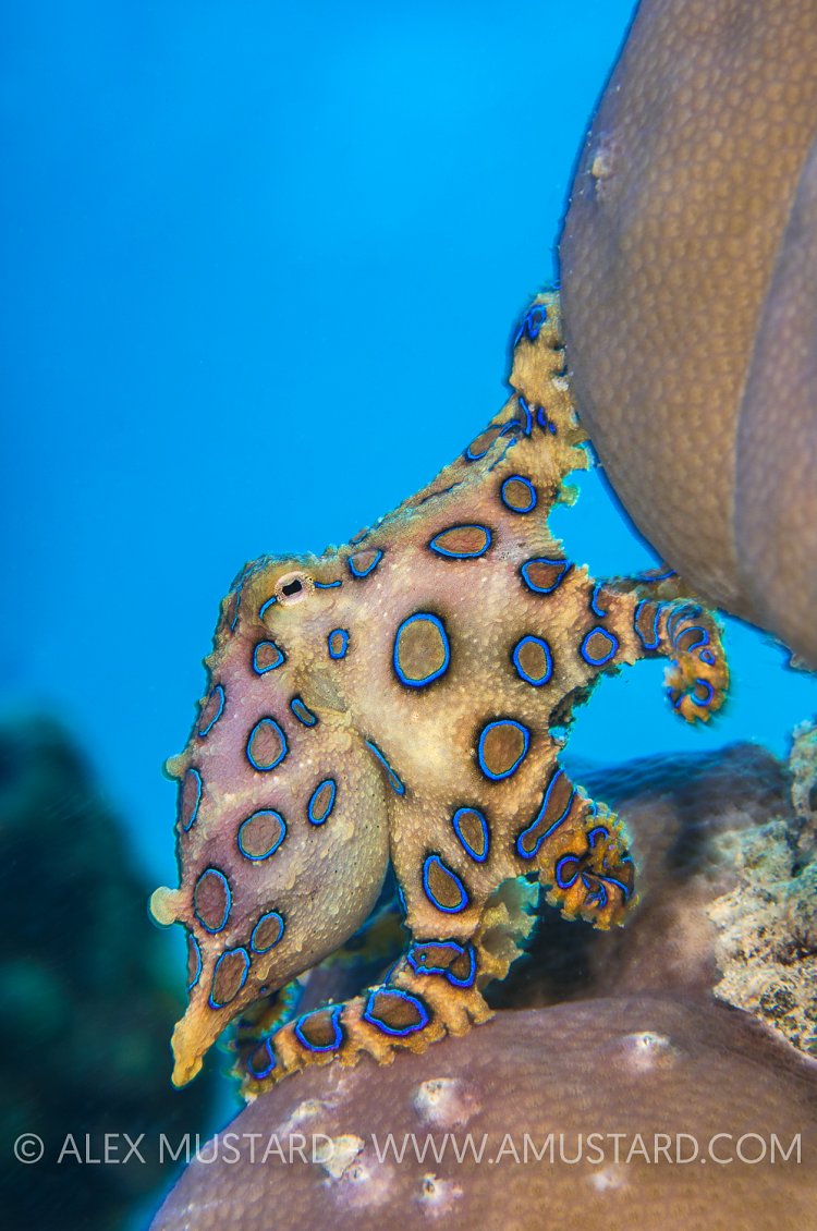 Blue Ring Octopus. Malaysia.