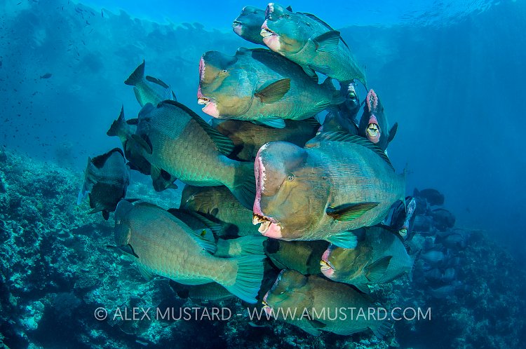 Bumphead School. Malaysia