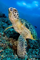 Green Turtle On Reef. Malaysia