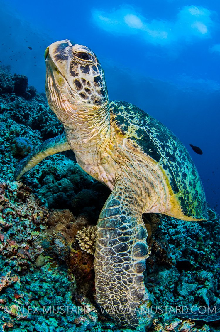 Green Turtle On Reef. Malaysia