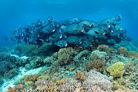 Bumphead School. Malaysia