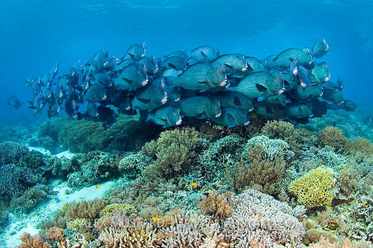 Bumphead School. Malaysia