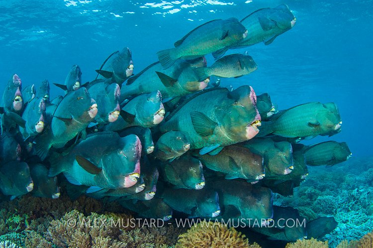 Bumphead Parrotfish. Malaysia
