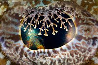 Crocodilefish Eye. Malaysia