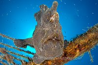 Giant Frogfish. Malaysia