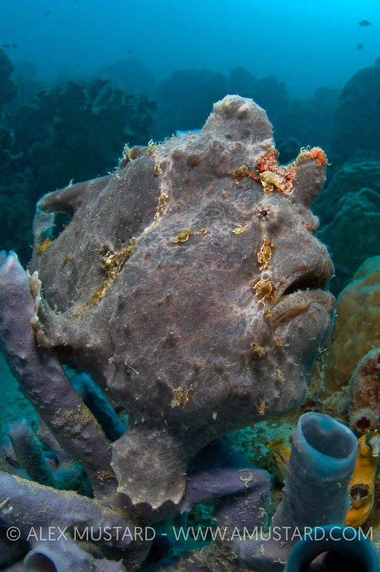Giant Frogfish In Sponges. Malaysia