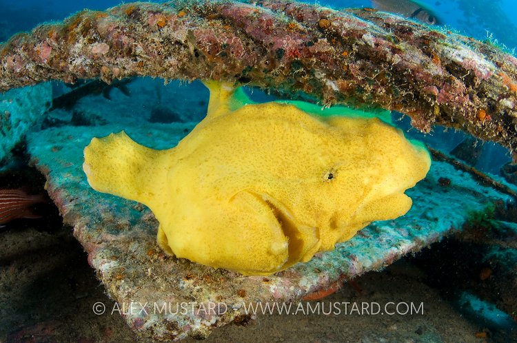 Yellow Peril. Malaysia