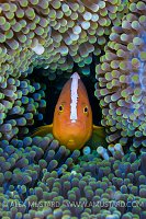 Orange Anemonefish Portrait. Malaysia