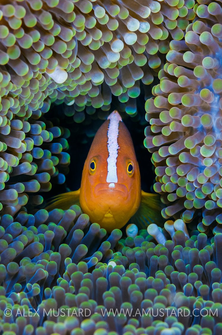 Orange Anemonefish Portrait. Malaysia