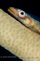 Whip Goby Close Up. Malaysia.
