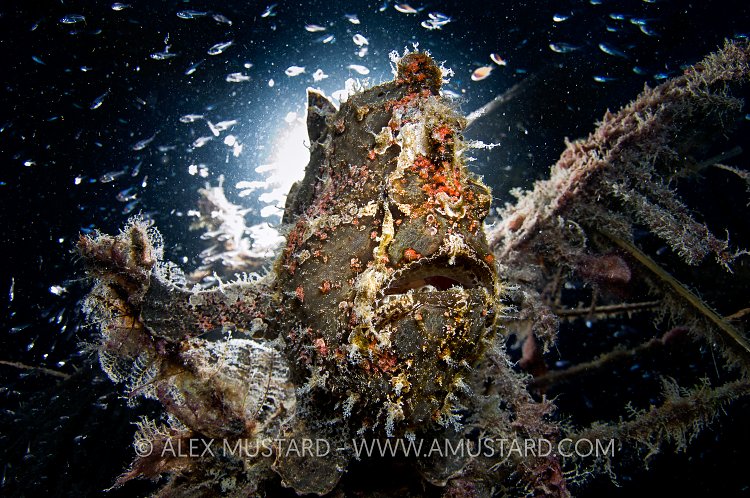 Giant frogfish backlit. Malaysia.