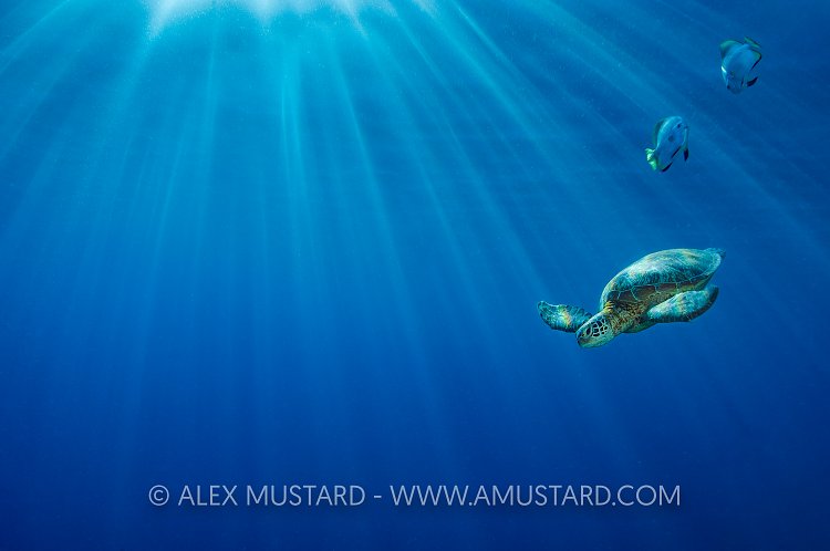 Green Turtle, Blue Sea. Malaysia