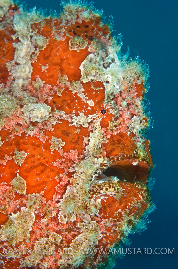 Giant Red Frogfish. Malaysia