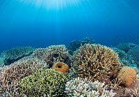 Hard Coral Garden. Malaysia