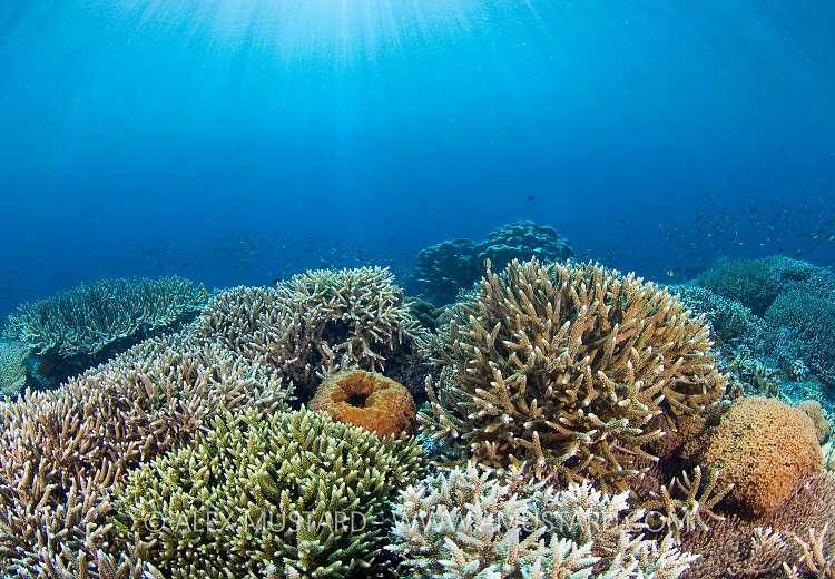 Hard Coral Garden. Malaysia