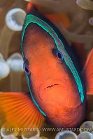 Anemonefish Portrait. Malaysia