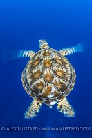 Green Turtle Blur. Malaysia